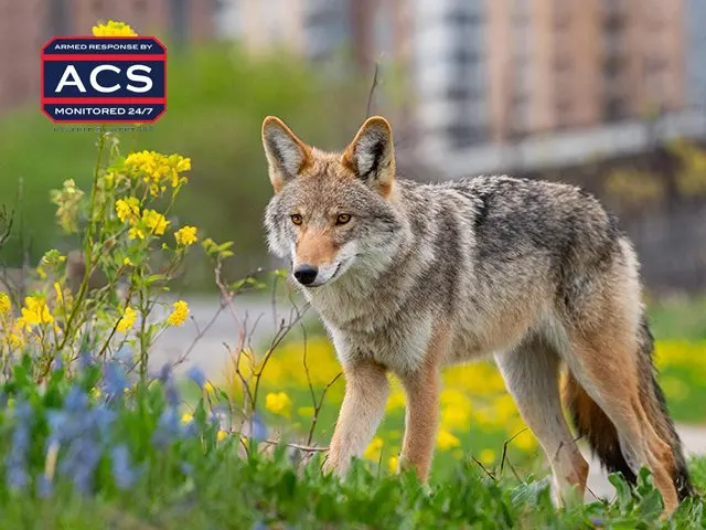 Coyote ACS Security